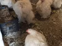 Chickens — الصورة 5