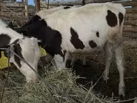 ثور, Russian Black pied cattle — الصورة 2