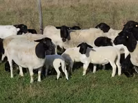 Қой, Dorper sheep — 1-сурет