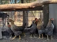Chickens — 照片 3