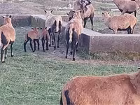 Schaf, Cameroon sheep — Foto 3