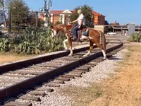 Horse (M), American paint horse — photo 5