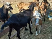 雄ヤギ, Alpine goat — 写真 2