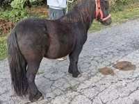 Cavalo, Cavalos — foto 4