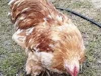Pekin-Zwerg — Foto 2