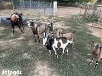 Cabro, Cabras — foto 2