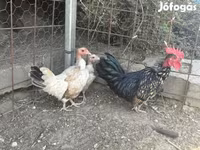 Chickens — photo 1