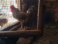 Chickens — fotografija 1