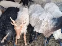 Qoʻchqor, Tsigai sheep — 2-rasm
