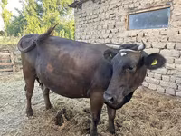Krava, Swiss cattle — fotografija 4