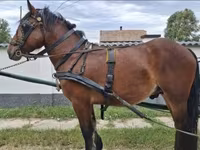 Koń, Konie — zdjęcie 2