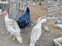 मुलार्ड — फ़ोटो 3