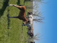 Égua, Kazakh horse — foto 6