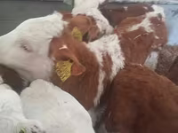 Bull, Cattle — photo 3
