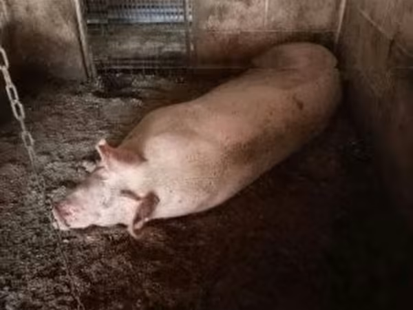 母猪, Pigs