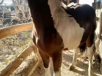 Cavalo, Cavalos — foto 3