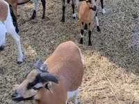 Baran, Cameroon sheep — zdjęcie 7