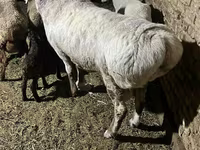 Ovan, Afghan Arabi sheep — fotografija 2