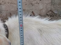 Kozioł, Saanen goat — zdjęcie 4