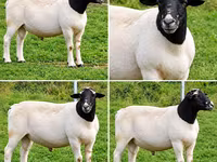 Ram, Beltex sheep — photo 2