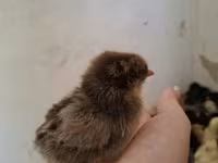 Chickens — 写真 7