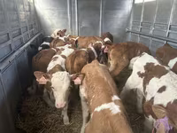 Bulle, Simmental cattle — Foto 2