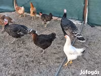 Turkeys — fotografija 2