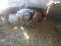 Eber, Schweine — Foto 1