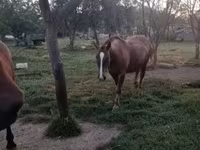 فرس, الخيول — الصورة 4