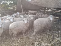 نعجة, الأغنام — الصورة 3