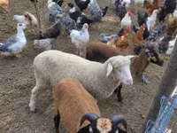 Schaf, Merino sheep — Foto 2