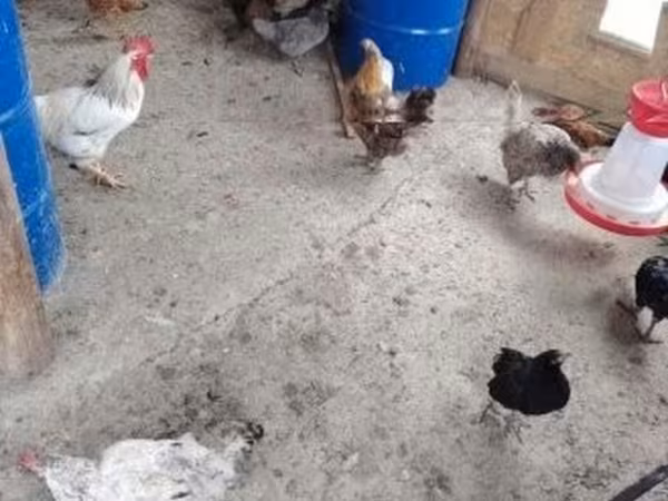 Chickens — Węgry