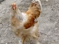 Brahma — Foto 1