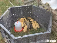 Ducks — الصورة 3