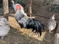Chickens — Foto 3