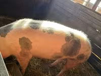 母猪, Pigs — 照片 1