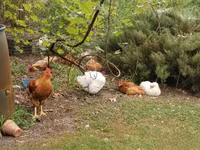 Chickens — zdjęcie 4