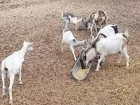बकरा, बकरियाँ — फ़ोटो 2