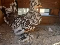 Chickens — 照片 1