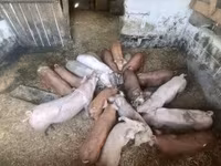 خنزيرة, Дюрок — الصورة 1