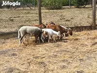 Oveja, Cameroon sheep — foto 2