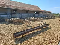 Brebis, Merino sheep — photo 2
