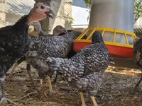Turkeys — fotografija 7