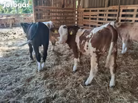 सांड, Simmental cattle — फ़ोटो 3