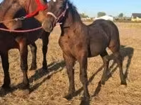 Caballo, Percheron — foto 6