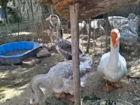 Geese — fotografija 5