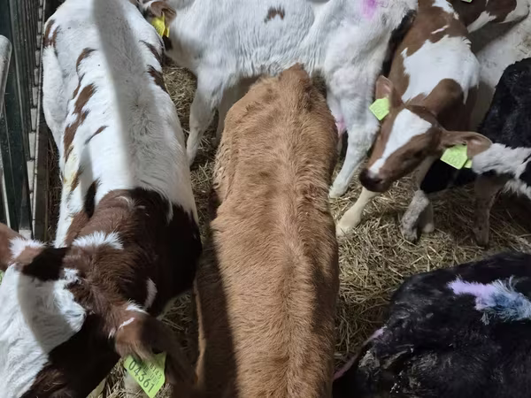 Бик, Simmental cattle