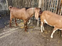 Jarac, Nubian Goat — fotografija 4