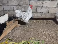 Australorp — photo 2
