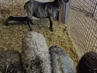 Qoç, Romanov sheep — foto 3